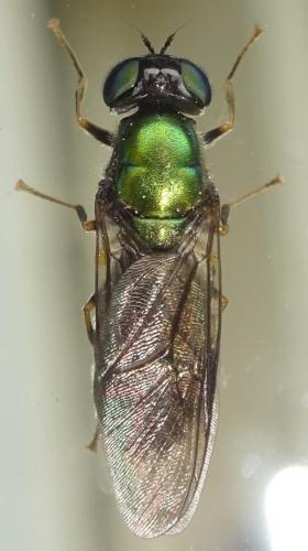 Chloromyia speciosa